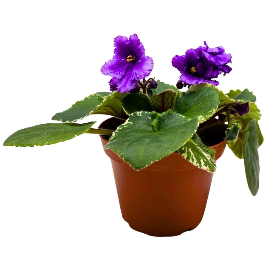 Harmony Foliage African Violet Wrangler's Banjo Dancing 4 inch