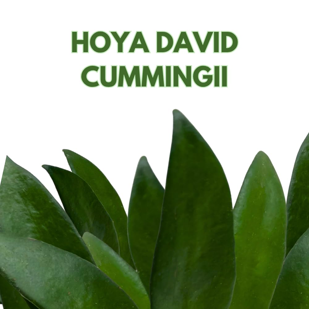 BubbleBlooms Hoya David Cummingii in a 2 inch Pot Tiny Mini Pixie Plant