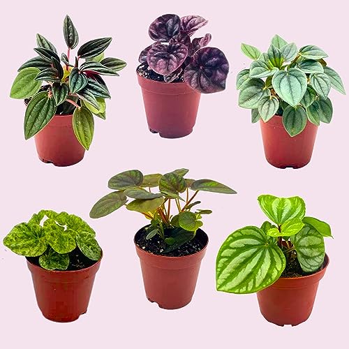 BubbleBlooms Peperomia Assortment, 6 Different peperomias in 2 inch pots Grower's Choice