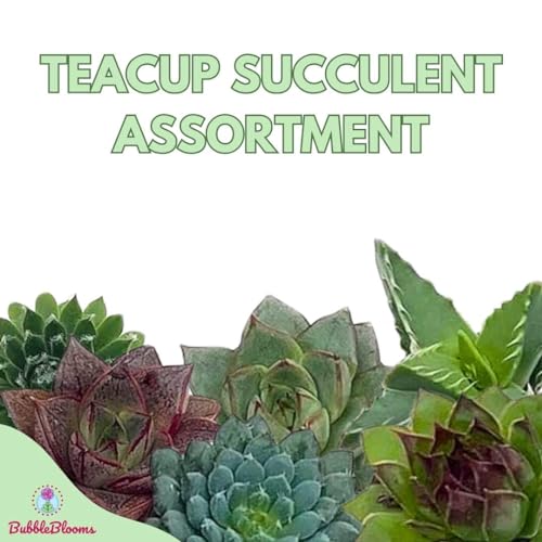 BubbleBlooms Teacup Succulent Assortment, 6 Different Plants in 1 inch pots with Tiny Saucers