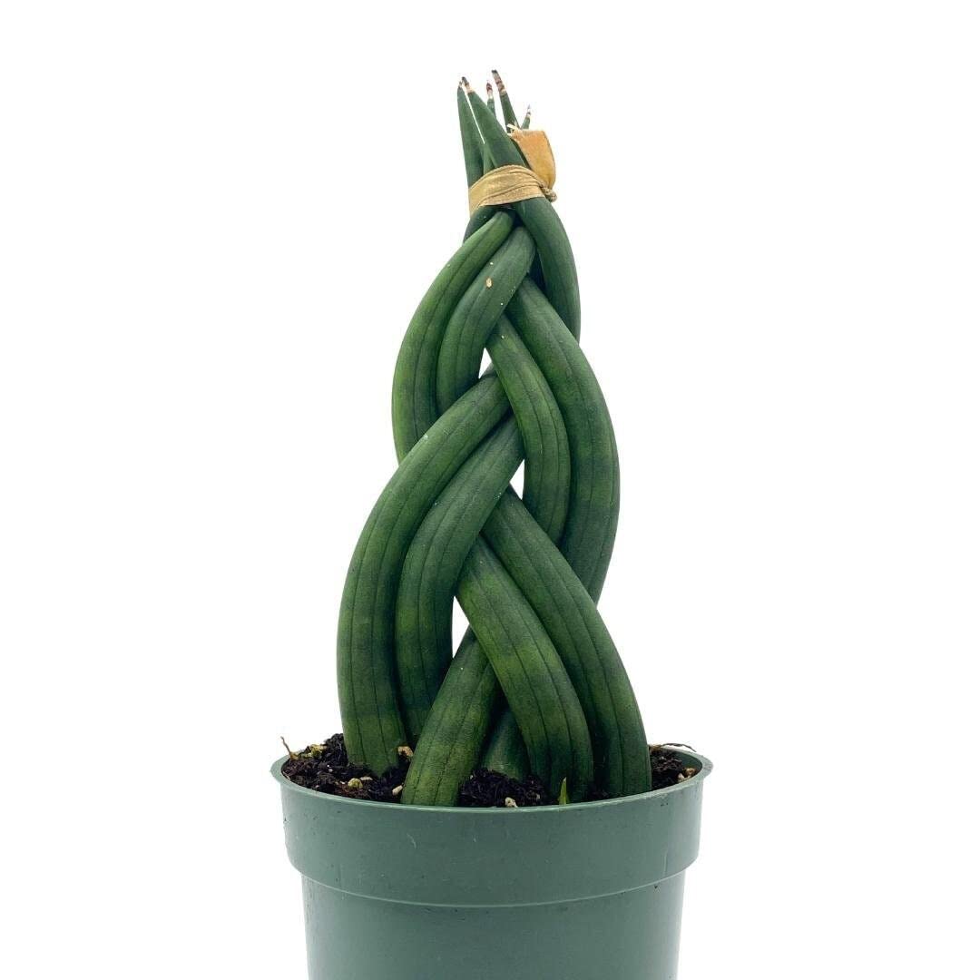 Braided African Spear Plant, Cylindrical Snake Plant, Spear sansevieria, Twisted Snake Plant, Braided sansevieria, in 4 inch Pot,