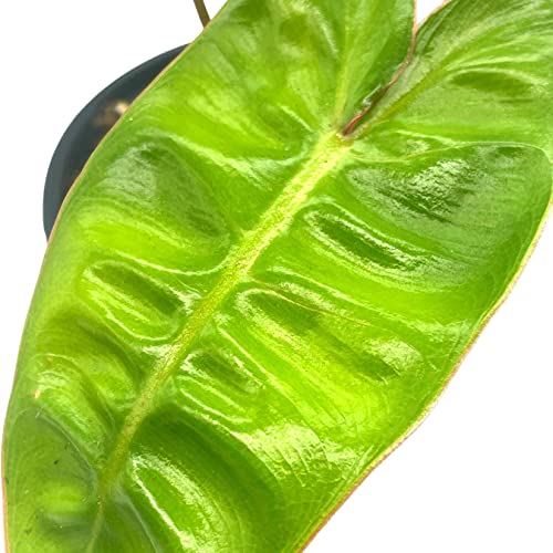 BubbleBlooms Philodendron Billietiae in a 4 inch Pot Very Rare Philo Washboard Abs Plant