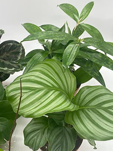 BubbleBlooms Premium Indoor Foliage Assortment, 5 Different Leafy House Plants in 4 inch pots