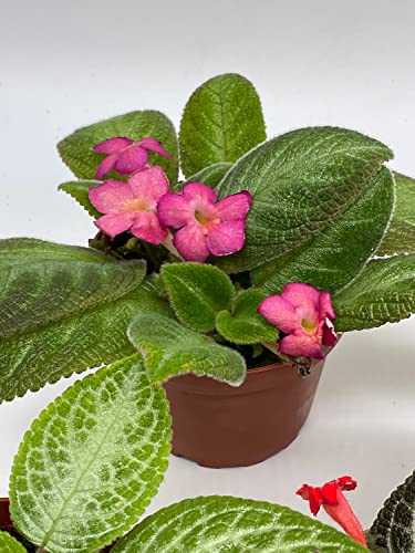BubbleBlooms Flame Violet, Episcia Cupreata Assortment Set 4 inch pots 5 Different Velvet Plants