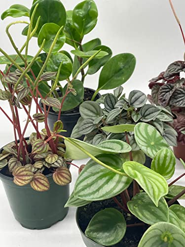 BubbleBlooms Peperomia Assortment Set, 6 Different peperomias in 4 inch pots Grower's Choice May Include Watermelon, Marble, Ripple, Rosso
