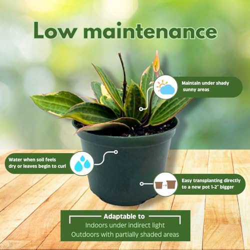 BubbleBlooms Hoya Macrophylla in a 6 inch Pot Wax Plant