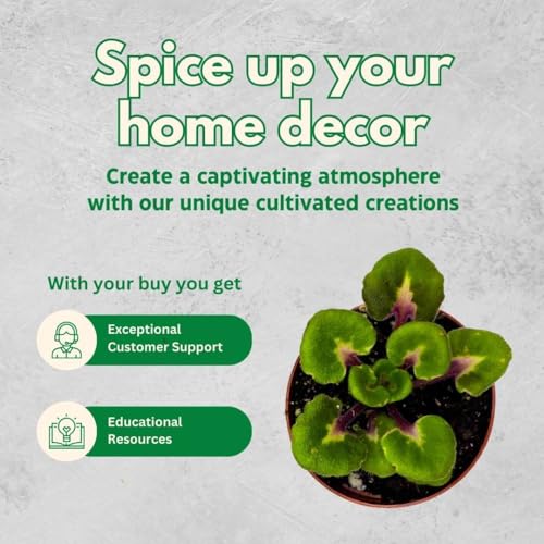 Harmony Foliage Harmony's African Violet Assortment, 2 inch Set of 3, Rare Mini Saintpaulia Violets Gesneriads