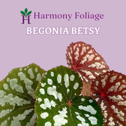 Harmony Foliage Betsy, Rhizomatous Begonia Rhizo in a 4 inch Pot Rare Blue Iridescent