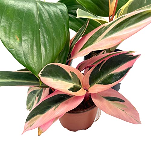 BubbleBlooms Indoor Foliage Assortment, 4 inch Set of 3, Best-Sellers Most Popular House Plant Variety