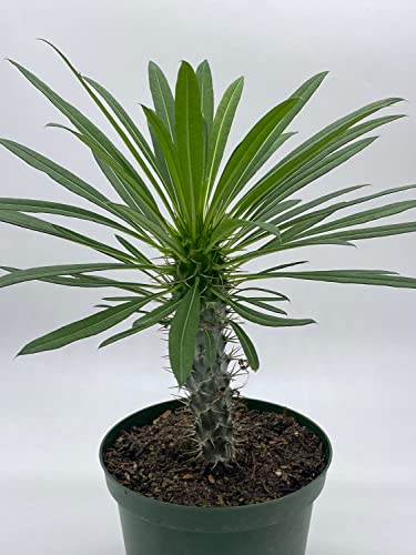BubbleBlooms Madagascar Palm Pachypodium Lamerei 6 inch