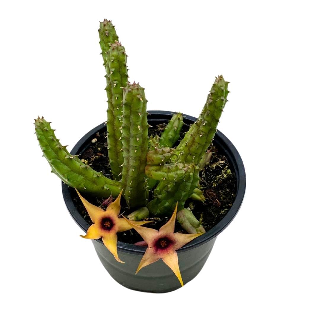 Stapelia Procumbens, 4 inch, Huernia Procumbus, Starfish Cactus Orbea