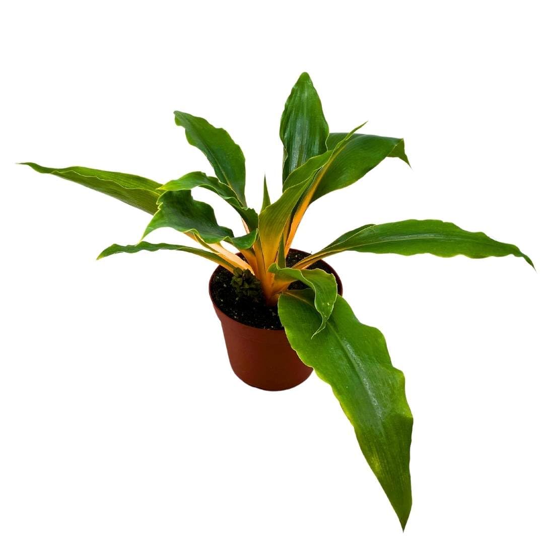 BubbleBlooms Mandarin Fire Flash Orange Spider Plant in a 6 inch Pot Chlorophytum Amaniense Easy Houseplant