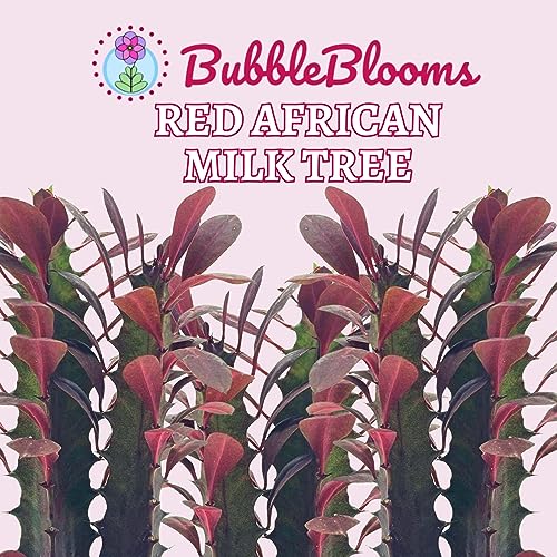BubbleBlooms Red African Milk Tree, Euphorbia trigona 4 inch Pot, Red Cathedral Cactus Milktree