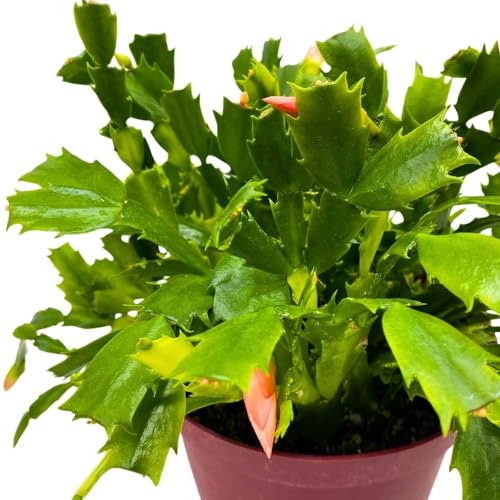 BubbleBlooms Christmas Cactus, 6 inch Holiday Cactus Thanksgiving Cactus, Crab Cactus, Easter Cactus, Seasonal Flowering