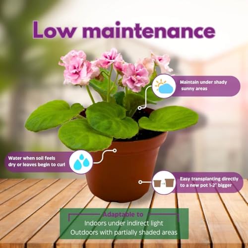 Harmony Foliage African Violet Aca's Pink Delight 4 inch Gesneriad