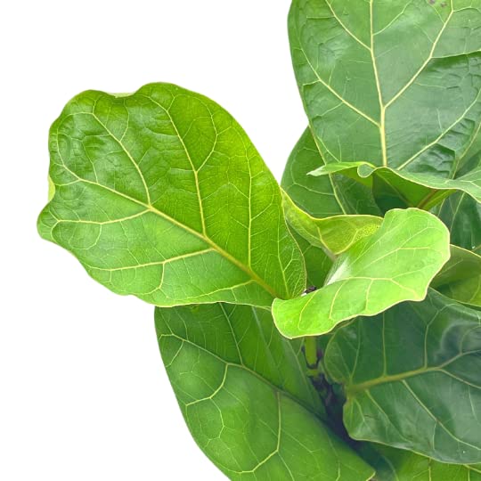 Ficus lyrata Bambino, 4 inch, Dwarf Fiddle Leaf Fig Tree