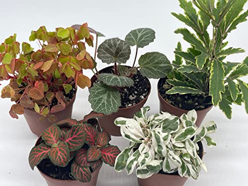 BubbleBlooms Premium Foliage Assortment, 6 Different Indoor Plants in 2 inch pots, Colorful Fern Set, Growers Choice, Tiny Mini Pixie