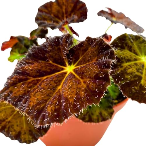 Harmony Foliage Begonia Night Eyes 4 inch Rhizomatous