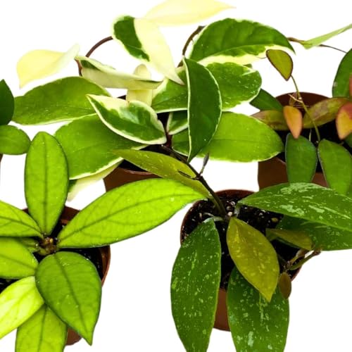 Harmony Foliage Harmony's Hoya Assortment 2 inch Set of 5