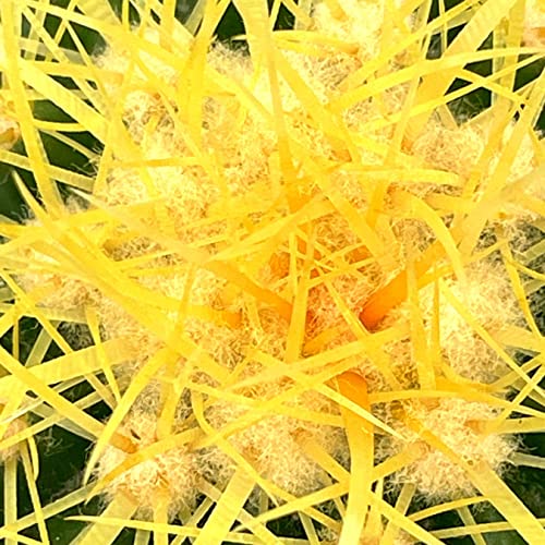 BubbleBlooms Golden Barrel Cactus in a 6 inch Pot Echinocactus Grusonii, Gold Ball Cacti