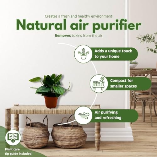 BubbleBlooms Monstera Peru in a 6 inch Pot karstenianum