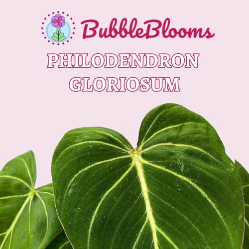 BubbleBlooms Philodendron Gloriosum in a 4 inch Pot, Velvet Philodendron, Creeper Plant