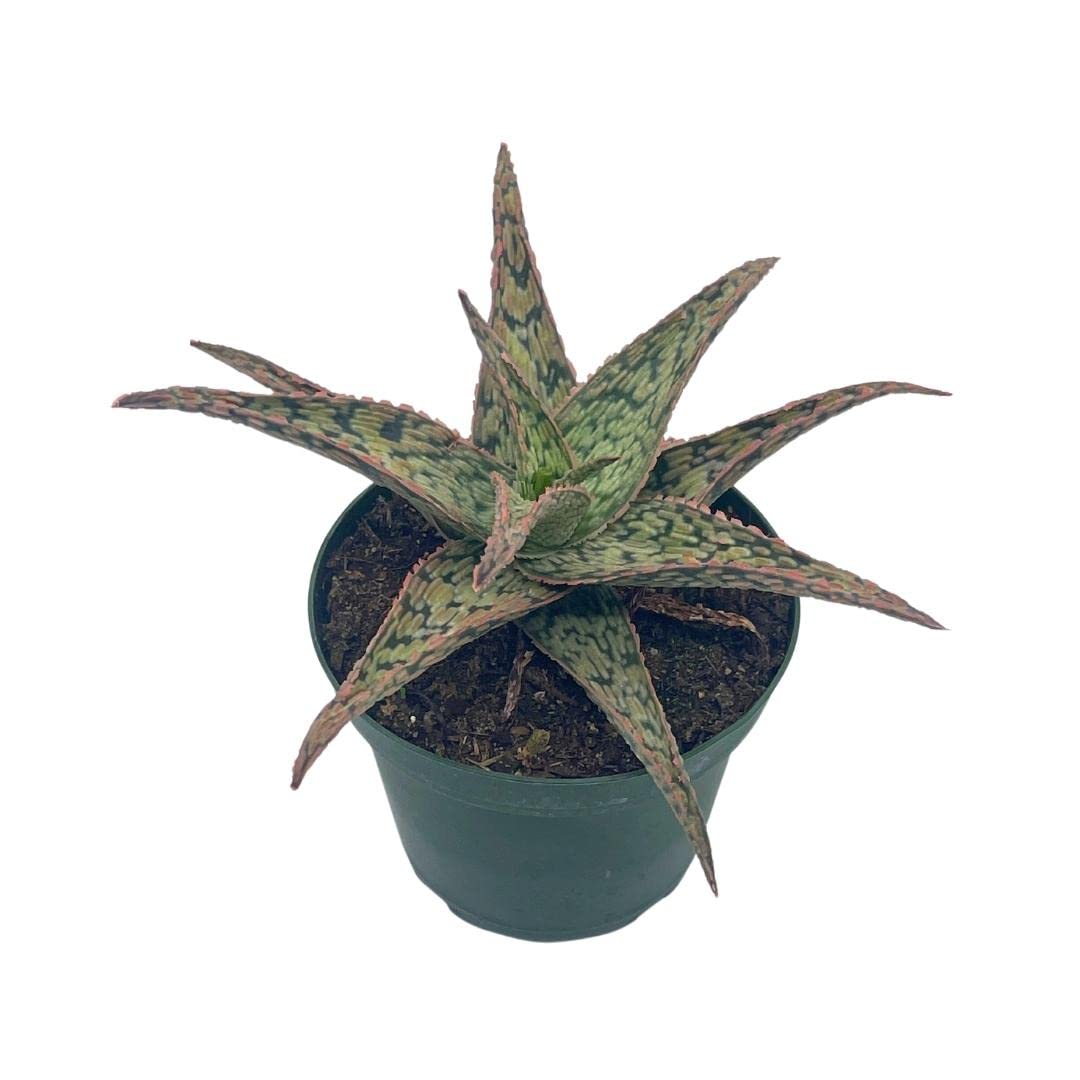 albino aloe vera plant BubbleBlooms White Aloe in a 4 inch Pot Aloe rauhii Reynolds, Snowflak – Florida House Plants
