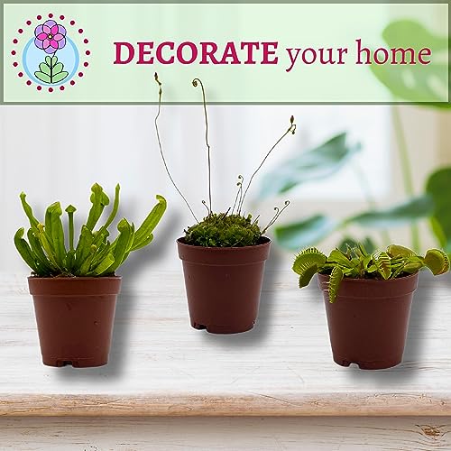 BubbleBlooms Carnivorous Plant Assortment Set, 3 Different Plant Species in 2 inch Pots