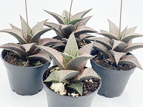 BubbleBlooms Haworthia venosa/Haworthiopsis Tessellata/Venstertjie/Haworthiopsis venosa