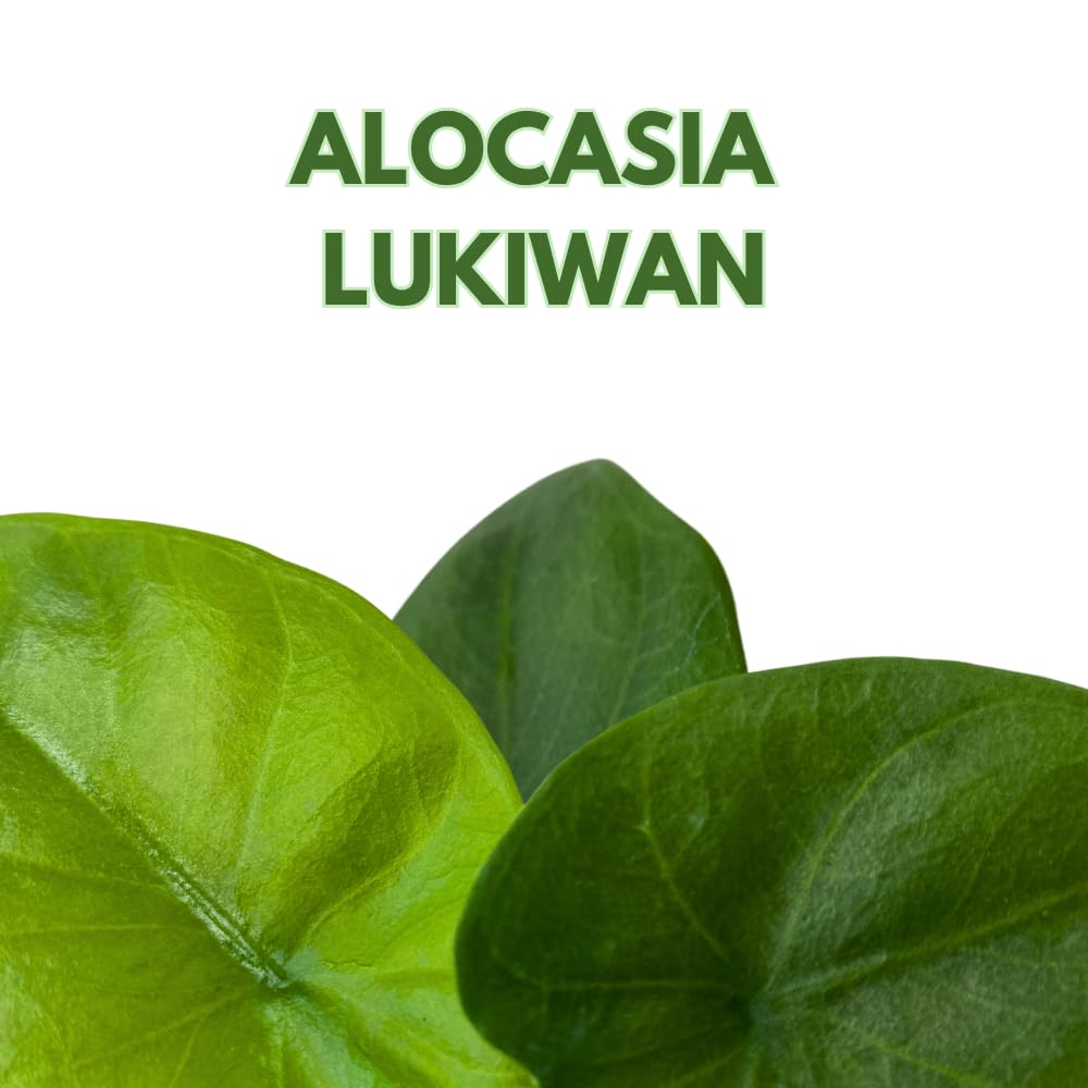 BubbleBlooms Alocasia Lukiwan in a 2 inch Pot Tiny Minie Pixie Plant