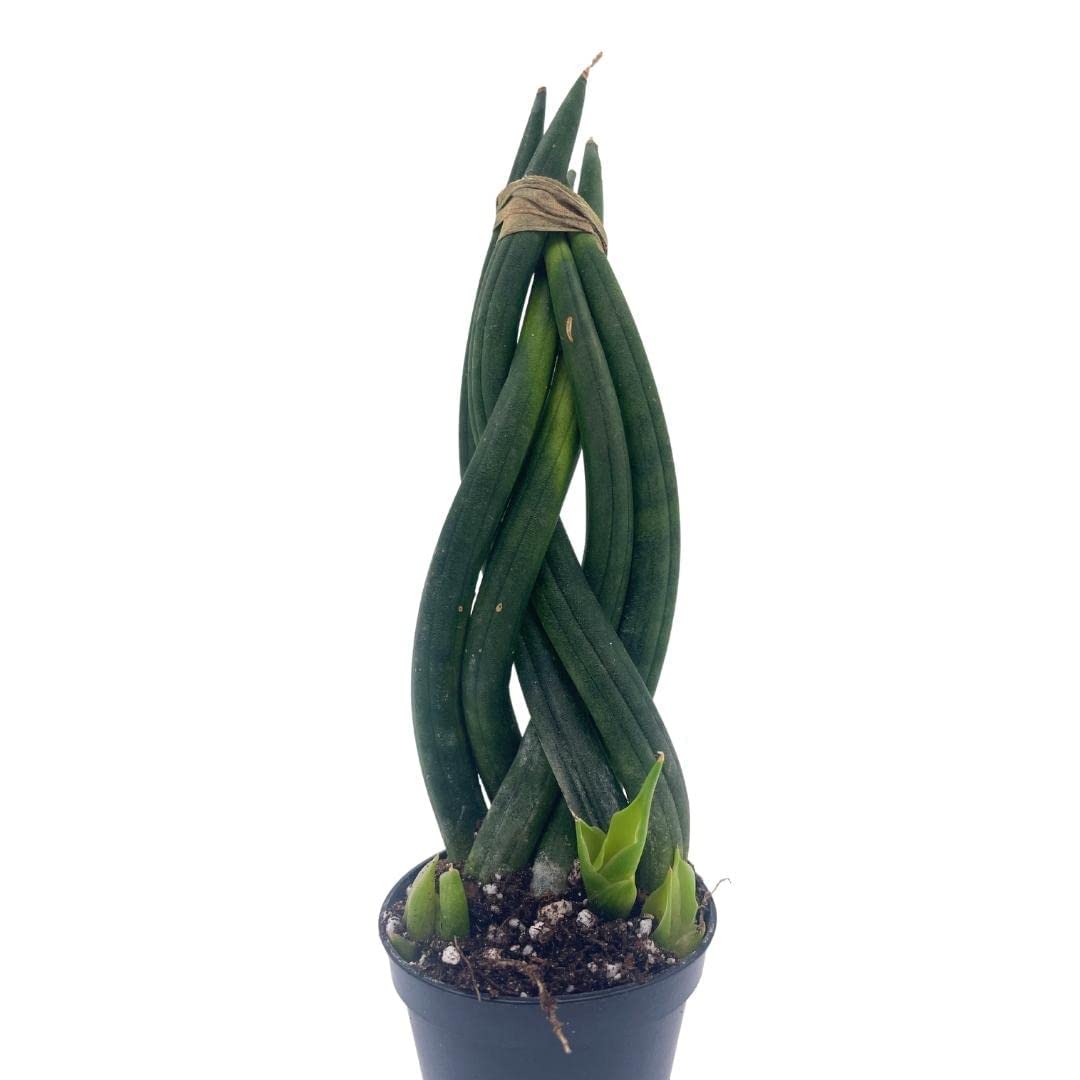 Braided African Spear Plant, Cylindrical Snake Plant, Spear sansevieria, Sansevieria cylindrica, Brazil St Barbara Sword Dracaena angolensis