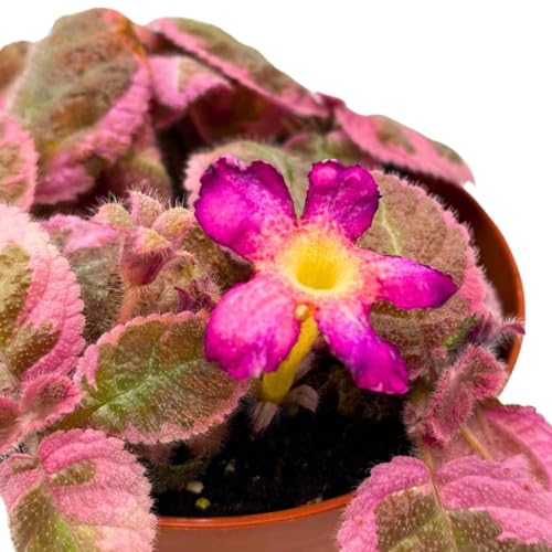 Harmony Foliage Episcia Pink Smoke Rare Variegated Flame Violet Flowering Gesneriad