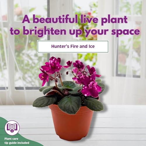 Harmony Foliage Hunter's Fire and Ice African Violet Saintpaulia 4 inch