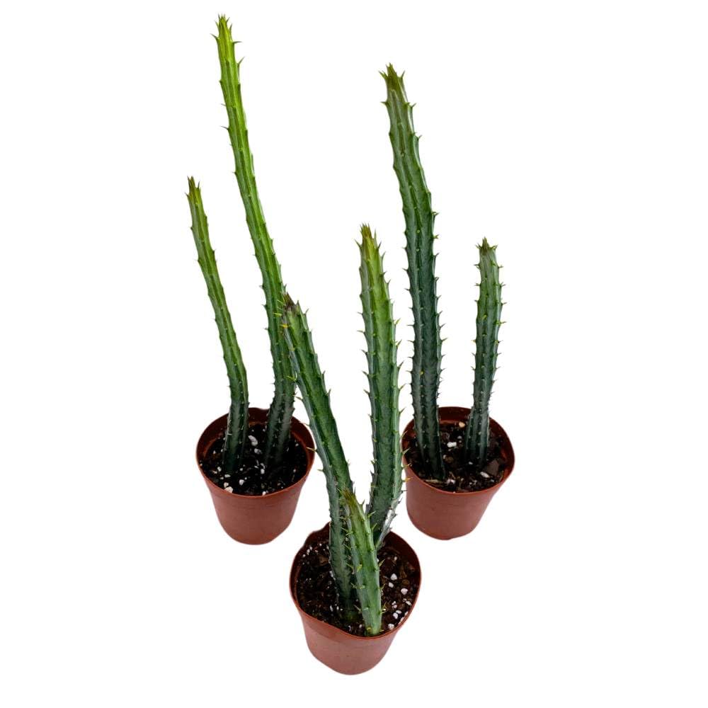 Pickle Plant Pencil Cactus, 2 inch Set of 3, Kleinia stapeliiformis Tiny Mini Pixie Plants