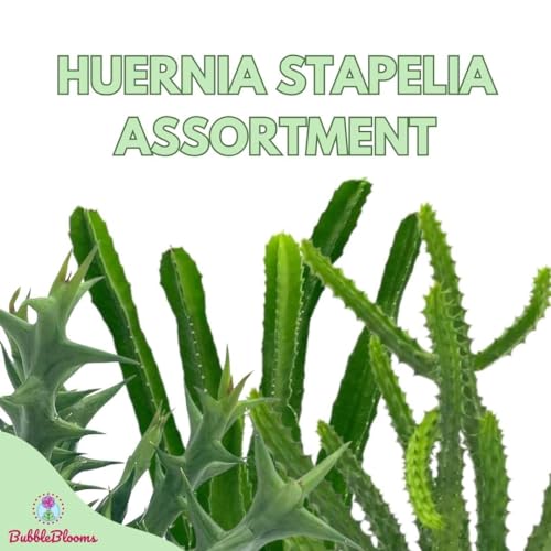 BubbleBlooms Huernia Stapelia Assortment 3 Different stapelias in 4 inch pots Grower's Choice May Include Lifesaver, Red Dragon, Black Bells