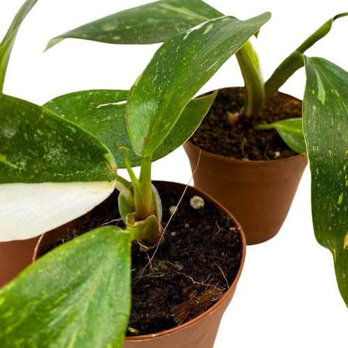 BubbleBlooms Philodendron White Knight 2 inch Set of 3 Rare Variegated Philo Tiny Mini Pixie Plants
