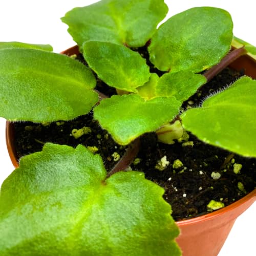 Harmony Foliage African Violet Harmony's Dancing Fool 4 inch White Flower
