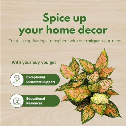 BubbleBlooms Aglaonema Pink Dalmation Chinese Evergreen Lady Valentine in a 6 inch Pot