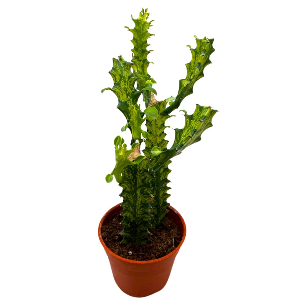 BubbleBlooms Variegated African Milk Tree in a 4 inch Pot Tricolor Green and White Euphorbia Trigona