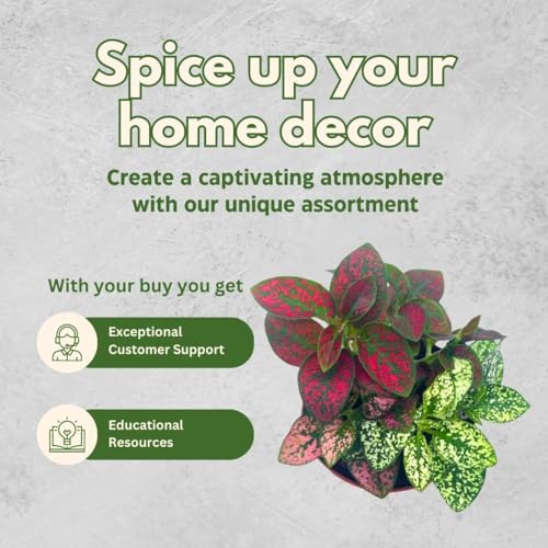 BubbleBlooms Tricolor Hypoestes phyllostachya 2 inch Set of 3 Flamingo Polka Dot Plant Red White and Pink Tiny Mini Pixie Plants