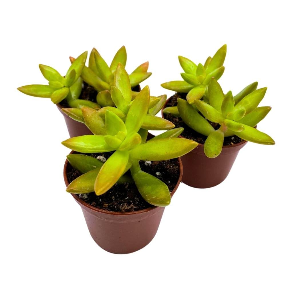 Sedum adolphii Firestorm, 2 inch Set of 3, Garden Succulents Tiny Mini Pixie