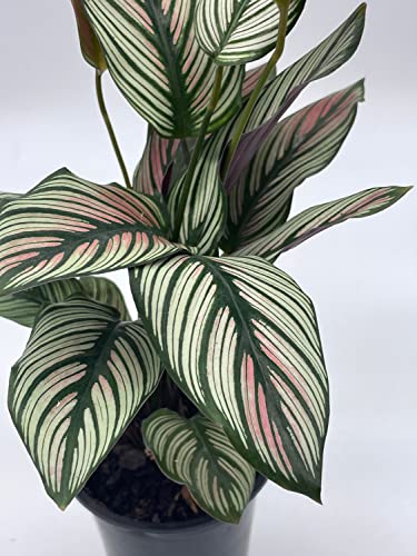 BubbleBlooms Calathea majestica, in a 4 inch Pot, Striped Pyjamas, White Star