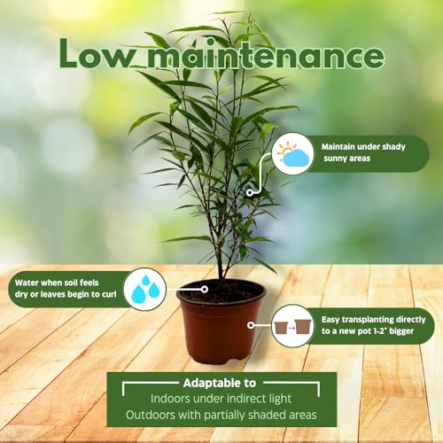 BubbleBlooms Narrow Leaf Fig in a 4 inch Pot