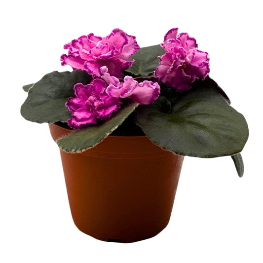 Harmony Foliage African Violet LE Rimma 4 inch