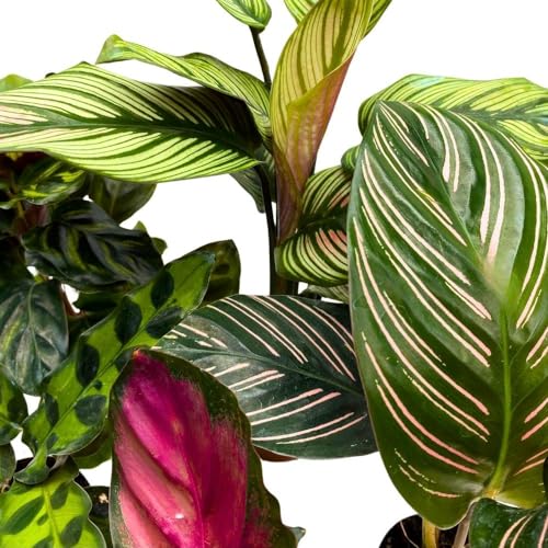 BubbleBlooms Calathea Assortment, 2 inch Set of 5, Peacock Prayer Plant Set Regal Indoor Foliage