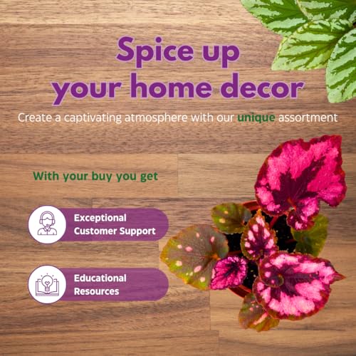 Harmony Foliage Harmony's Cherry Blossom Begonia Rex 4 inch Red Black Curly