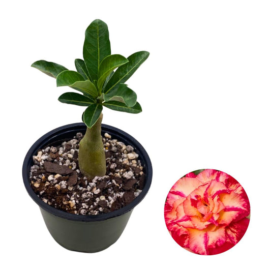 BubbleBlooms Desert Rose Julius Caesar in a 4 inch Pot Extremely Rare Flower