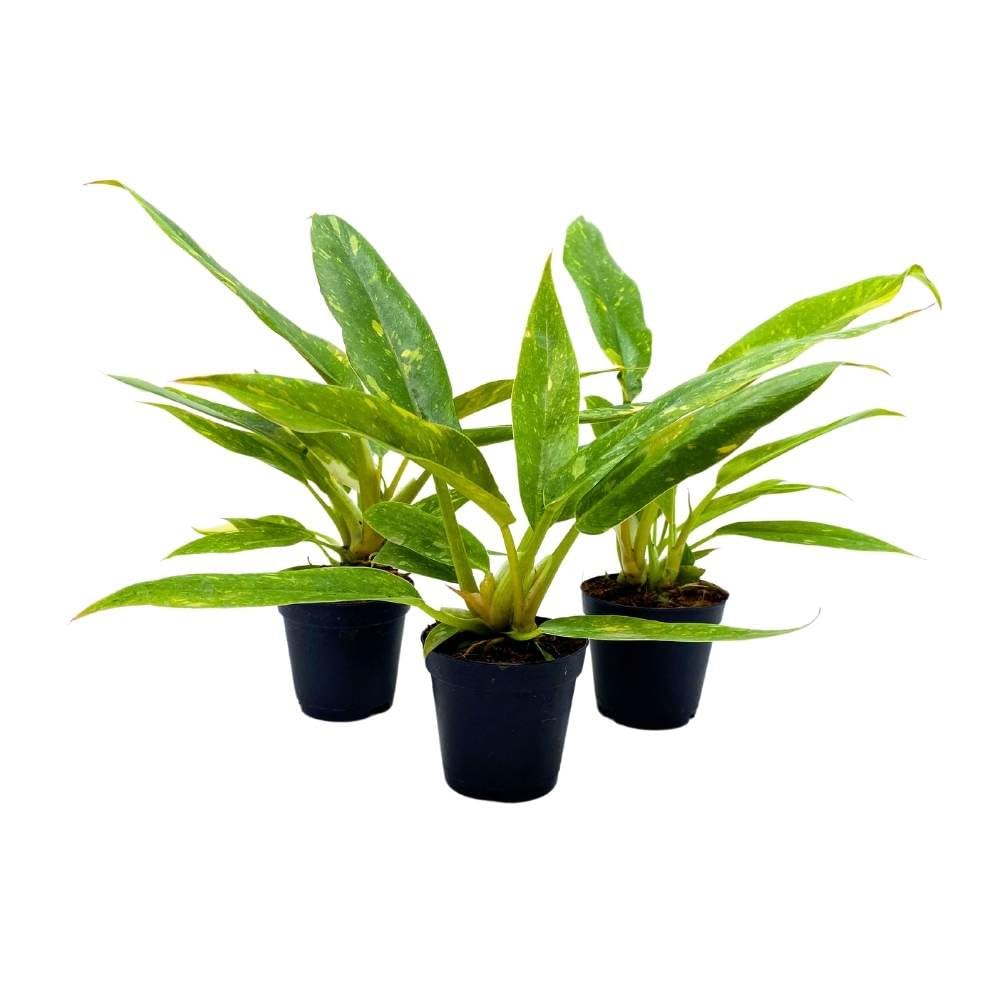 Philodendron Ring of Fire 2 inch Set of 3 Henderson's Pride Tiny Mini Pixie Plants