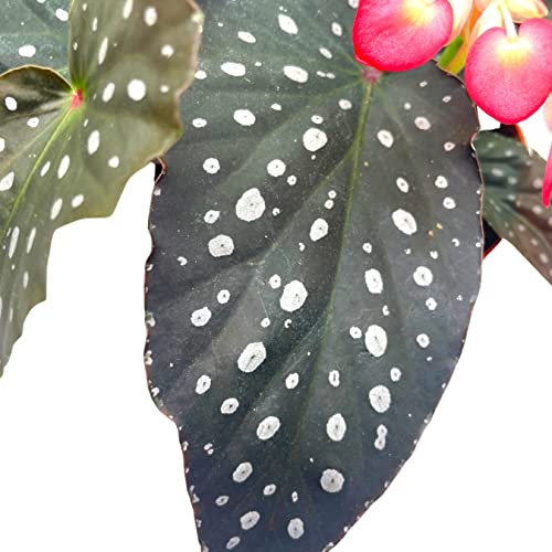 BubbleBlooms Harmony's Hybrid Angel Wings Polka dot Begonia Rex, 6 inch, Premium Series, Silver Tip White Polkadots Grower's Choice