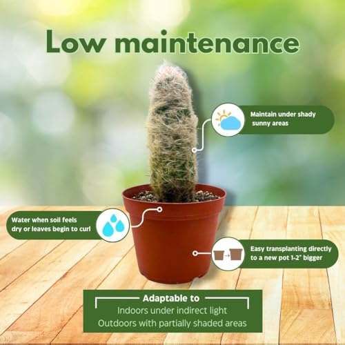 BubbleBlooms Silver Torch Cactus 6 inch